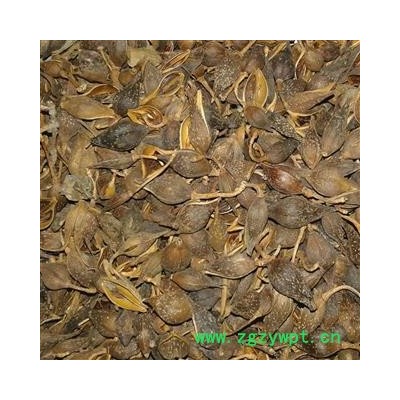 连翘 大统 产地 山西省临汾市洪洞县