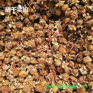 刺梨 统 产地 河南省南阳市南召县 刺梨 统 产地 河南省南阳市南召县