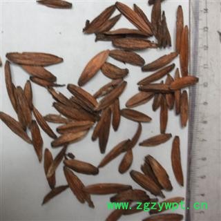 喜树果 统 产地 四川省成都市彭州市