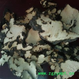 猪苓  猪屎苓水洗好统片  产地 山西省