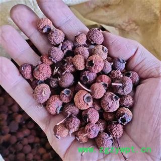南山楂 统 产地 河南省南阳市南召县 南山楂 统 产地 河南省南阳市南召县