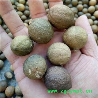 屈头鸡、水三七、土三七、水鸡头 统货 产地 广东省