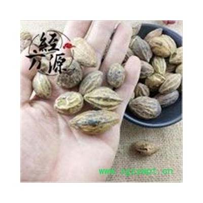 诃子B 大金果 金柯子 柯子 统 产地 广西壮族自治区