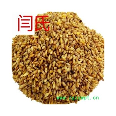 柏子仁 柏子仁大粒