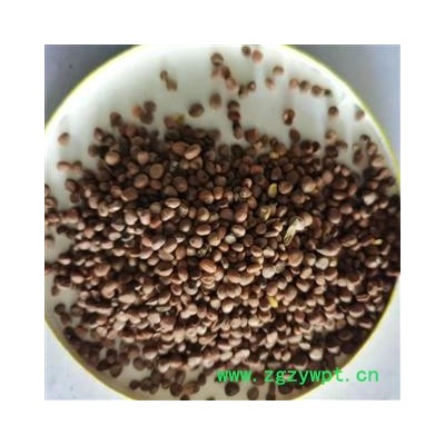 莱菔子 云南莱菔子统货 产地 云南省