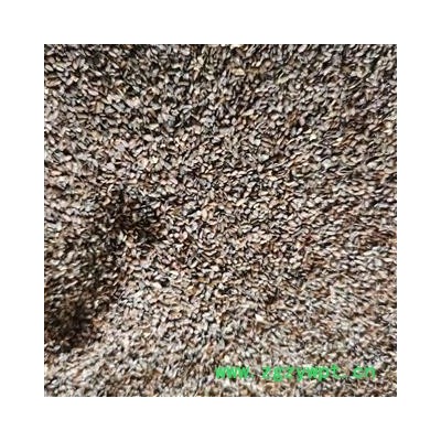 车前子 车前子净货 产地 四川省