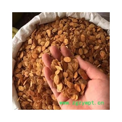 亳州花田错药业 家桃仁 大片   地道药材 无硫磺