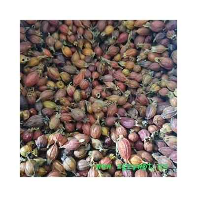 【江西小栀子】【润泽中药】中药材批发供应 规格齐全 量大从优