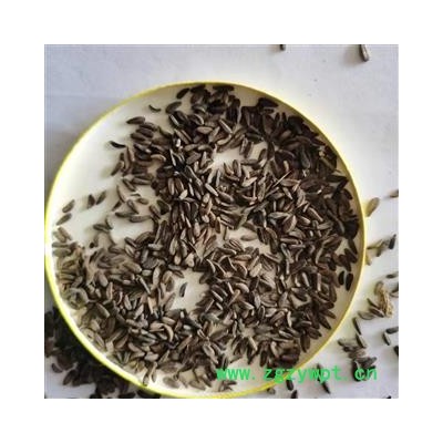 牛蒡子 牛蒡子净货 产地 甘肃省