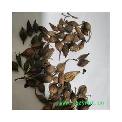 【青连翘水煮大统货】【润泽中药】中药材批发供应规格齐全量大从优