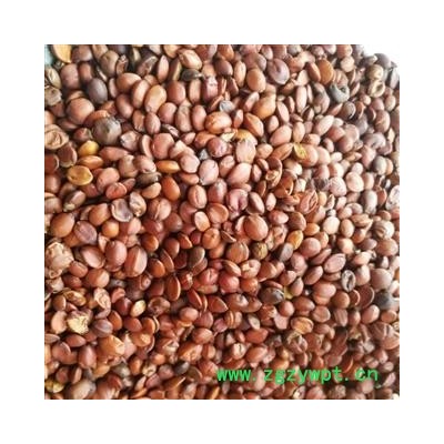 酸枣仁 酸枣仁98货 产地 山东省济宁市汶上县