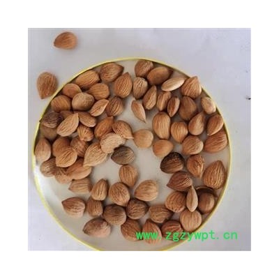 苦杏仁 苦杏仁统货 产地 陕西省