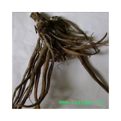小丽百草行大蓟根 马蓟根 虎蓟根 刺蓟 野芥菜根