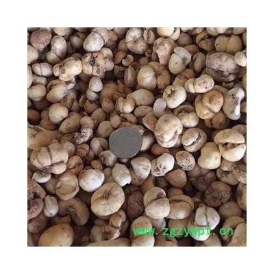 贝母 统 产地 浙江省 茗生春药材总公司 一手货源 7天无理由退换