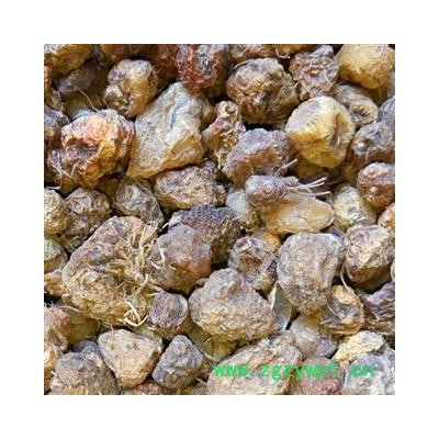 小丽百草行冰球子 山慈菇 毛慈姑、泥宾子 茅慈菇