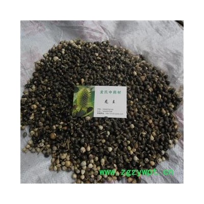 尿珠子 统货 产地 四川省成都市双流县