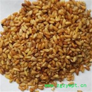 柏子仁 柏子仁精选货 产地 山东省