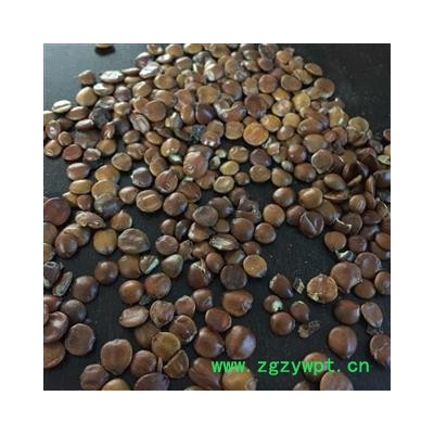 酸枣仁 进口炒枣仁 代加工各种炒法可打粉 酸枣仁饱满精选货 产地 海外