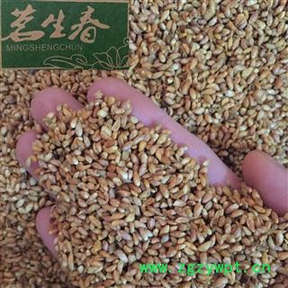 柏子仁壳 好统货 新货 颜色好 无虫蛀 产地 山东省