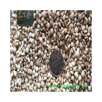 小薏米 国产小薏苡仁98米 茗生春药材总公司 一手货源 7天无理由退换