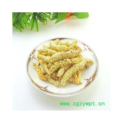 草石蚕  中药材 地蚕 草食蚕地虫土冬虫草白冬虫草