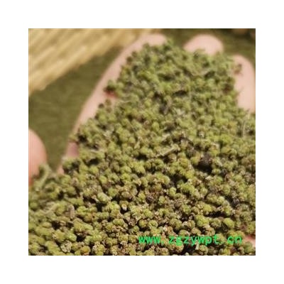 吴茱萸中花新货 气味足 假一赔万产地直销 价格低   产地 江西省