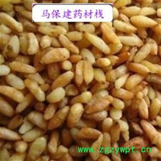 柏子仁 柏子仁精选货 产地 山东省