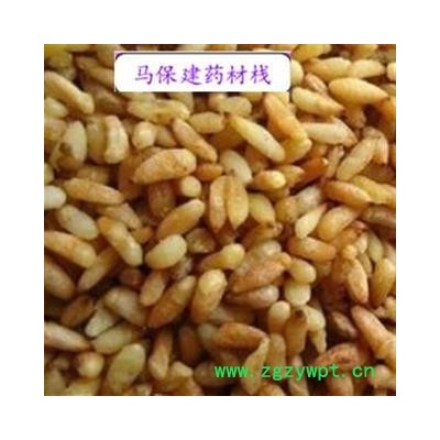 柏子仁 柏子仁精选货 产地 山东省