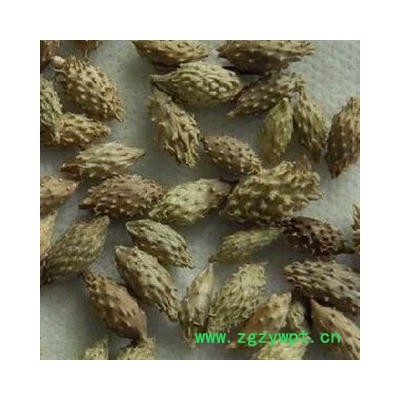 苍耳子 统货 产地 山东省东营市利津县 产地直供 支持线上保障交易 安徽省冰源堂药业经营品3000余种中药材【冷背中药材】