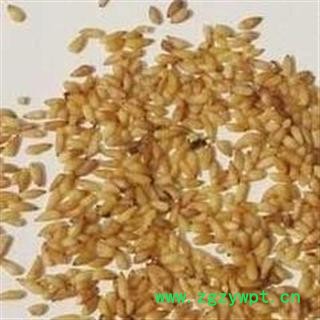 柏子仁 统货 产地 山东省