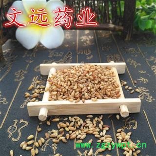 柏子仁 柏子仁精选货 无壳  产地 山东省淄博市市辖区