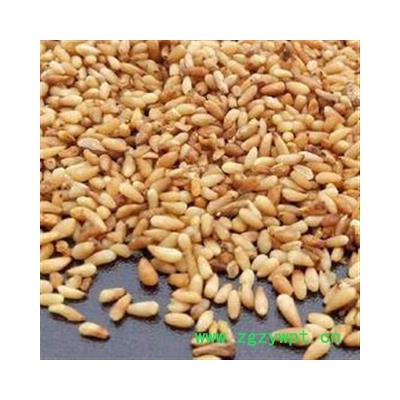 娟子中药批发 正品柏子仁 纯净货 无壳 无杂质 无加重  柏子仁 统货 产地 山东省潍坊市临朐县  库存 买好药找娟子