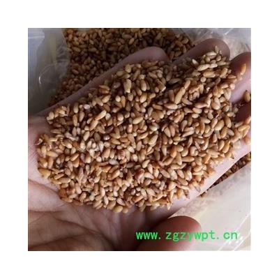 柏子仁 柏子仁统货 产地 山东省