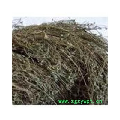 盘龙参 镰刀草 鲤鱼草今年新货量大从优