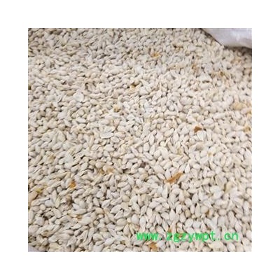 桔核 统货 产地 江西省 凯捷中药