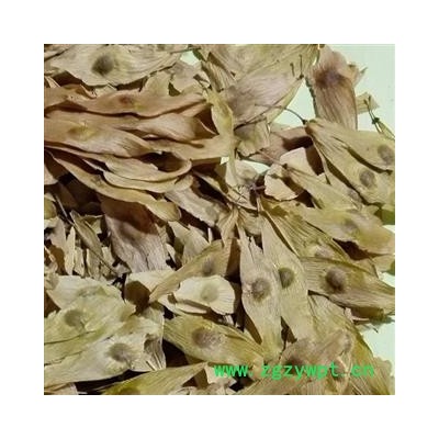 圣草康园凤眼草 椿荚 樗荚 凤眼子 樗树凸凸 樗树子 臭椿子 春铃子