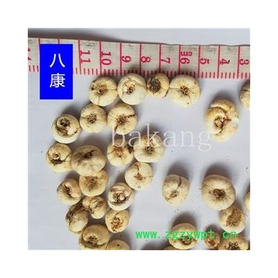 平贝母 平01统 产地 吉林省通化市柳河县