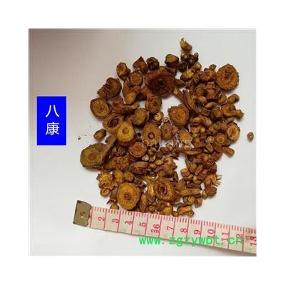 黄芩 多年生选04