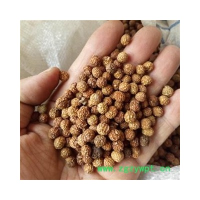 梧桐子 野生梧桐子精选梧桐籽 梧桐子 瓢儿果、桐麻豌 产地 河南省平顶山市汝州市