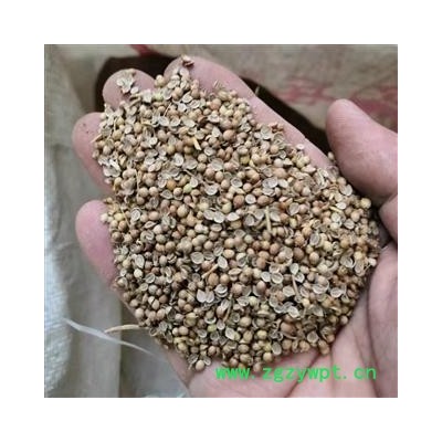 芫荽子 通货 产地 河南省平顶山市汝州市