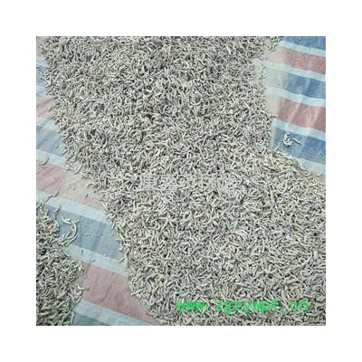 僵蚕 统 产地 江苏省南通市海安县