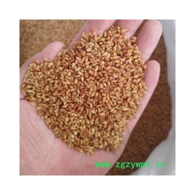 新辉药业优质柏子仁 干净无杂