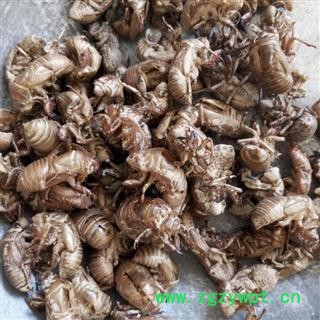 蝉蜕 蝉蜕统货 干净 无掺假 产地 山东省