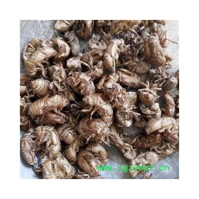 蝉蜕 蝉蜕统货 干净 无掺假 产地 山东省