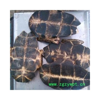 龟甲 统 产地 湖北省