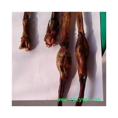 狗鞭 选 产地 陕西省