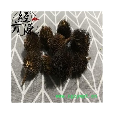 紫锥菊花头A 花头 松果菊 紫锥花