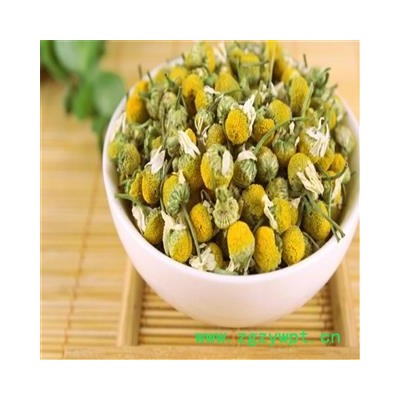 洋甘菊 统货 产地 海外  洋甘菊大货专营