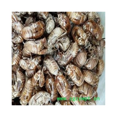 蝉蜕 蝉蜕净货 产地 安徽省亳州市谯城区