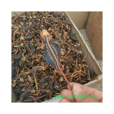 海狗 统 产地 江苏省